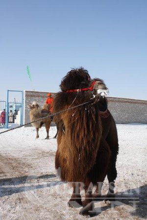 Тэмээн соёлыг сурталчлах өдөрлөг Дорнодод боллоо