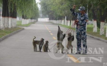 Сармагчны отряд Бээжингийн тэнгэрийг шувуудаас цэвэрлэж байна