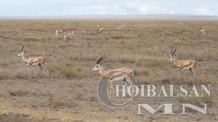 Цагаан зээрт сансрын дохиололтой хүзүүвч суулгаж байна