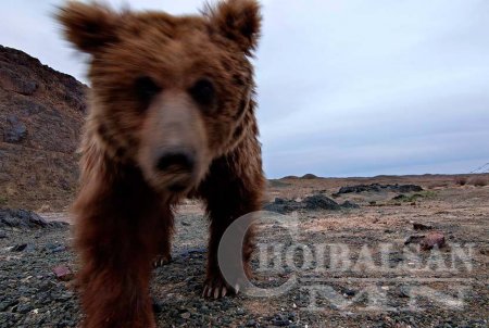 Мазаалай : Хэрвээ намайг Панда байсан бол аврах байсан уу ???