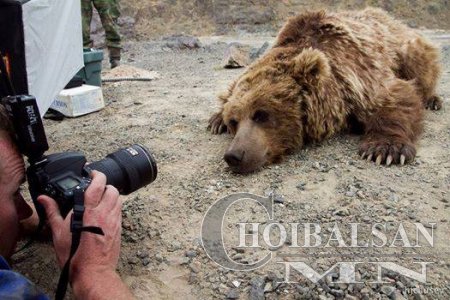 Мазаалай : Хэрвээ намайг Панда байсан бол аврах байсан уу ???