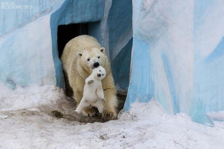 Амьдын хайр буюу бяцхан зүрх 