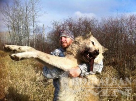 МАШ ТОМ ЧОНО АЛААД ӨӨРӨӨ СЭКУНДЫН ДОТОР АМЬГАЛ ХУРААЖЭЭ ЛУС САВДАГ ГЭЖ АЙМАР ЮМАА