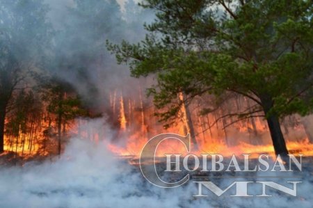 Дорнод аймагт гарсан түймрийг цурманд оруулжээ