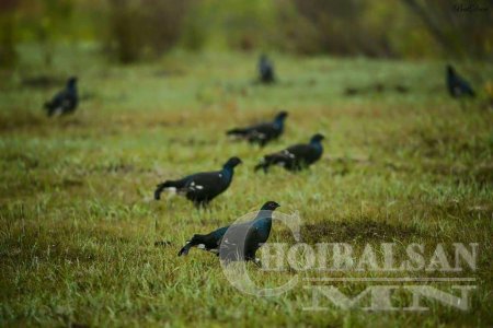 Дорнод аймаг Баян Уул сум "ШҮҮДЭР ДУНДУУР" МУСК-ын фото