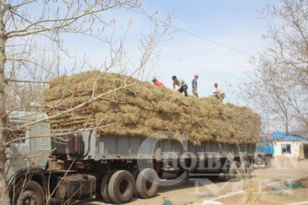 Хятадуудын хадсан өвсийг экспортод гаргахгүй байхаар шийджээ