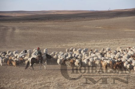 Дорнод аймгийн хэмжээнд оны эхний улирлын байдлаар 3492 толгой мал хорогджэ ...