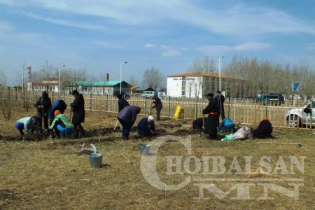 Дашбалбар сумын ахмадууд мод тарьжээ