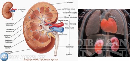 М.Мөнхжаргал: Давсганд агуулагдаж байгаа нян өгсөх замаар бөөрийг үрэвсүүлнэ