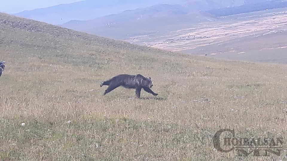 Дорнод аймагт баавгай айлын мал барьжээ