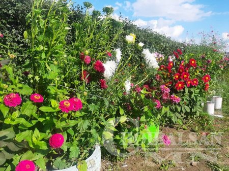 Айл өрх, албан байгууллагуудын гаднах орчны цэцэрлэгжүүлэлт жилээс жилд сай ...