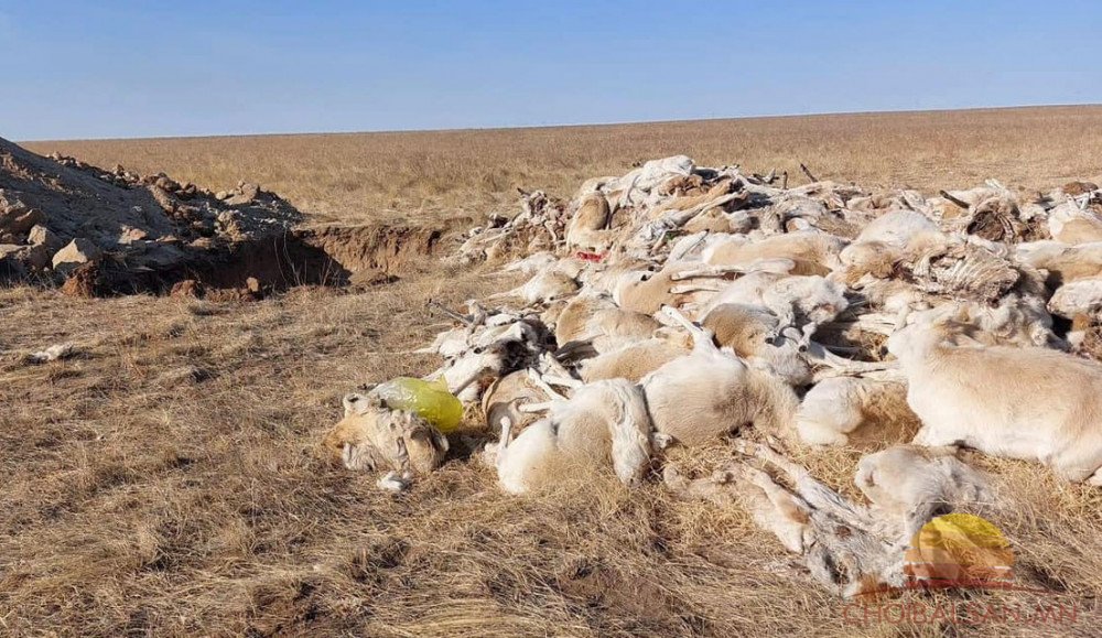 Зээрийн сүрэг үхсэн шалтгааныг тодруулахаар ажлын хэсэг ажиллаж байна